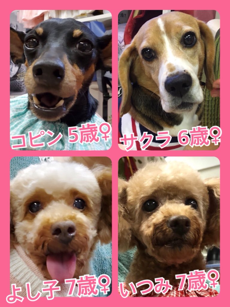 🐾今日の里親様募集中ワンコ🐶メンバーです🐾2019,11,25
